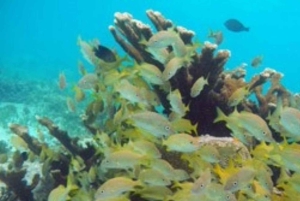 From Cancun: Snorkeling with Turtles Tour