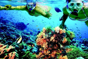 From Cancun: Snorkeling with Turtles Tour