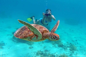From Cancun: Snorkeling with Turtles Tour