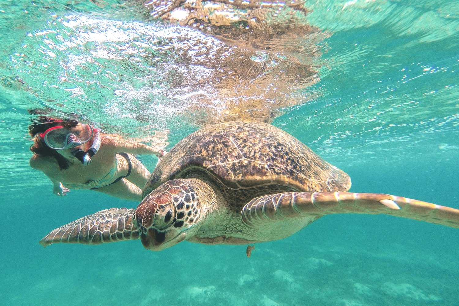 Da Cancun: Tour dei Cenote e delle tartarughe di Tulum e Akumal
