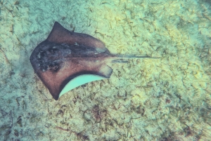 From Cancun: Tulum and Akumal Cenote and Turtle Swim Tour