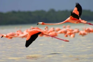 From Cancun/Tulum/Riviera: Las Coloradas & Rio Lagartos Tour