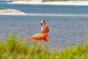 From Cancun/Tulum/Riviera: Las Coloradas & Rio Lagartos Tour