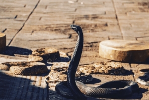 カサブランカ発：マラケシュ市内観光ツアー（ラクダ乗り体験付き）