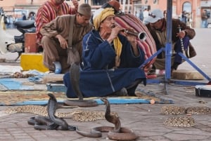 Von Casablanca: Marrakesch Tagesausflug und Kamelreiten