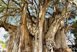 CDMX発：プエブラとオアハカ 5日間