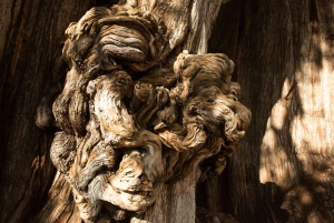 CDMX発：プエブラとオアハカ 5日間