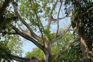 FROM CDMX: Puebla - Oaxaca - Chiapas - Palenque - Tabasco 7 DAYS