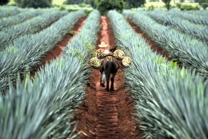 FROM CDMX: Queretaro, Guanajuato, San Luis Potosi, Zacatecas, Guadalajara
