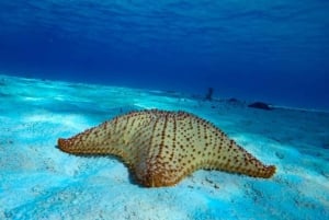 From Cozumel: 3 Reefs Boat Tour with Drinks and Snorkeling