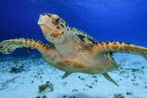 From Cozumel: 3 Reefs Boat Tour with Drinks and Snorkeling