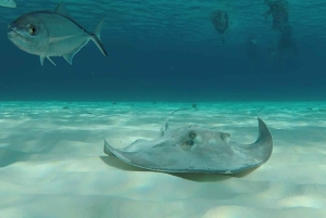 Da Cozumel: tour in barca a 3 barriere coralline con bevande e snorkeling