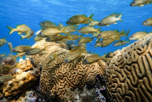 Da Cozumel: tour in barca a 3 barriere coralline con bevande e snorkeling