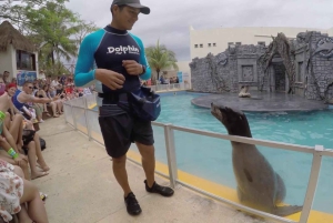 Vanuit Cozumel: Chankanaab-toegang + snorkelen + open bar + lunch