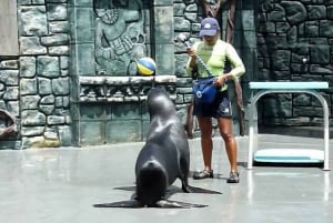 Fra Cozumel: Offisiell dagspass til Chankanaab Park og snorkling