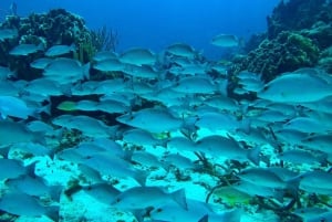 Fra Cozumel: Offisiell dagspass til Chankanaab Park og snorkling