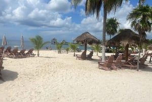 Fra Cozumel: Offisiell dagspass til Chankanaab Park og snorkling