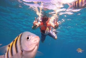 Fra Cozumel: Offisiell dagspass til Chankanaab Park og snorkling