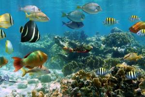 Cozumel: Palancar, Columbia and Cielo Reefs Snorkeling Tour