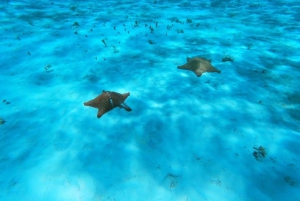 Cozumel: Palancar, Columbia and Cielo Reefs Snorkeling Tour