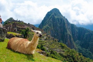 From Cusco: Machu Picchu Day Trip by Panoramic Train