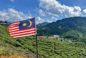 De Kuala Lumpur: excursão de um dia a Cameron Highlands com almoço