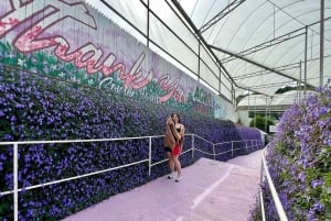 De Kuala Lumpur: excursão de um dia a Cameron Highlands com almoço