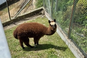 De Kuala Lumpur: excursão de um dia a Cameron Highlands com almoço