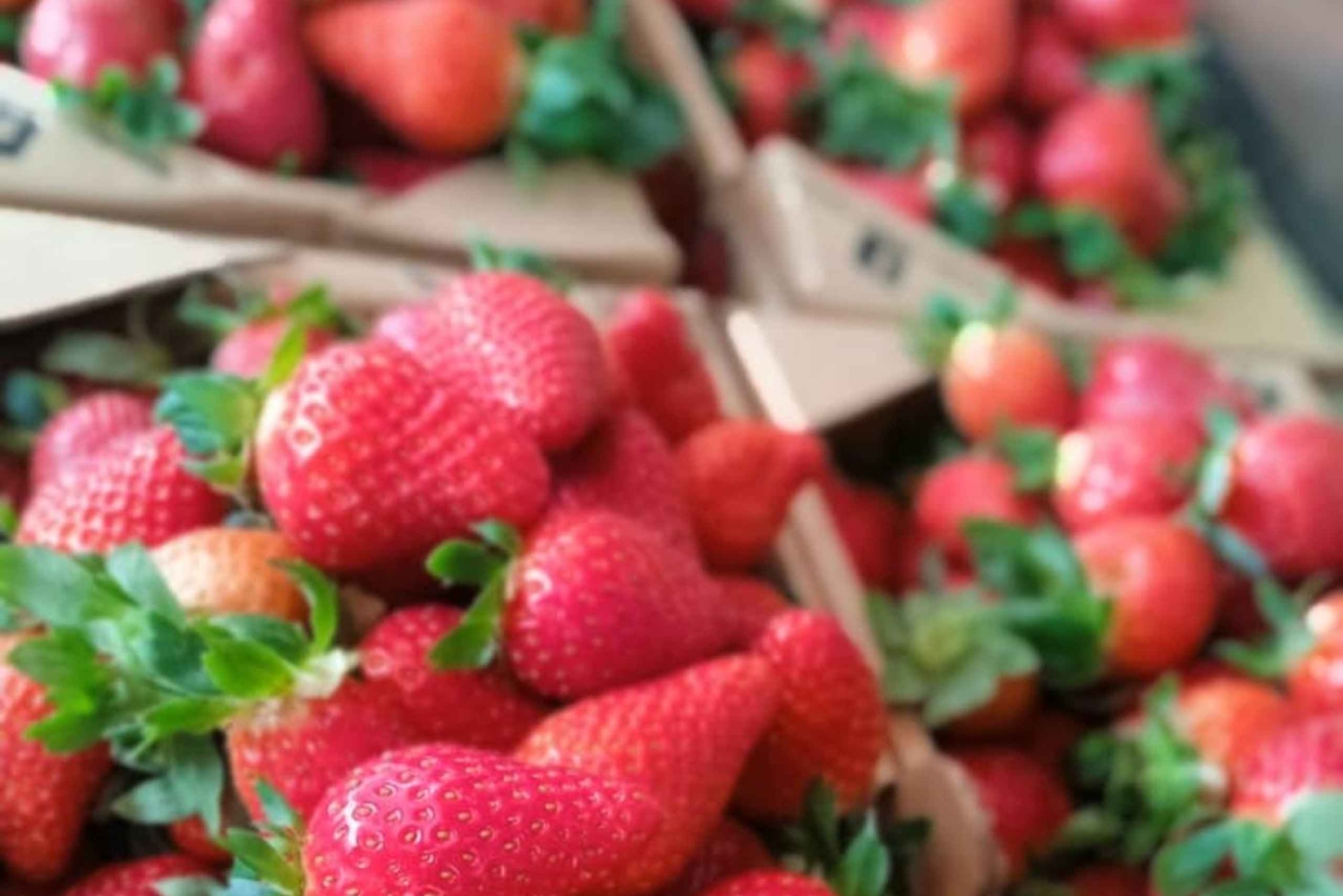 Vanuit Kuala Lumpur: Cameron Highlands privé- of gezamenlijke tour