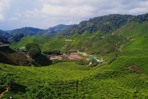 Vanuit Kuala Lumpur: Cameron Highlands privé- of gezamenlijke tour