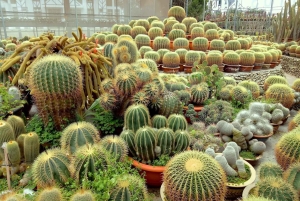 Vanuit Kuala Lumpur: Cameron Highlands privé- of gezamenlijke tour