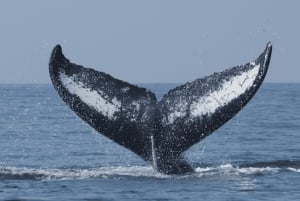 - From La Paz to Los Cabos: A Private Tour at Your Own Pace'.