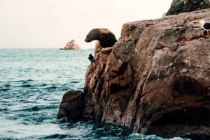 From Lima: Day trip to Oasis Costa Rica and the Ballestas Islands