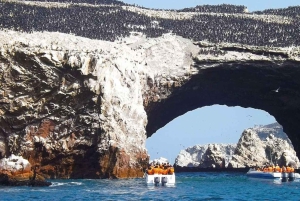 From Lima: Paracas and Huacachina Guided Desert Oasis Trip