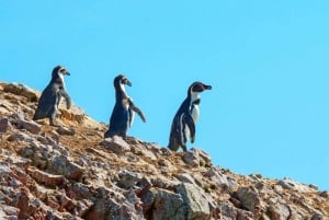 From Lima: Paracas and Huacachina Oasis + Entrance and Lunch