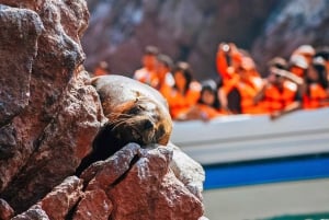 Från Lima: Paracas och Huacachina Oasis - guidad dagsutflykt