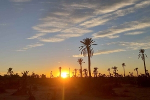 From Marrakech: Camel Ride in the Palm Grove
