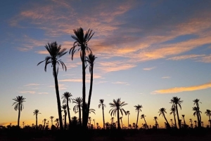 From Marrakech: Camel Ride in the Palm Grove