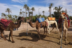 From Marrakech: Camel Ride in the Palm Grove