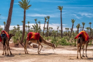 From Marrakech: Camel Ride in the Palm Grove