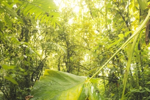 Von MedellÃn aus: Wanderung auf einem alten Pfad mit Guide zum Wasserfall