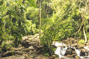 Von MedellÃn aus: Wanderung auf einem alten Pfad mit Guide zum Wasserfall