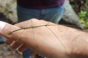 Von MedellÃn aus: Wanderung auf einem alten Pfad mit Guide zum Wasserfall
