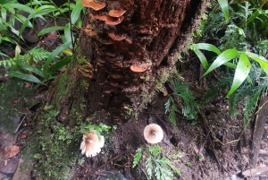 Von MedellÃn aus: Wanderung auf einem alten Pfad mit Guide zum Wasserfall