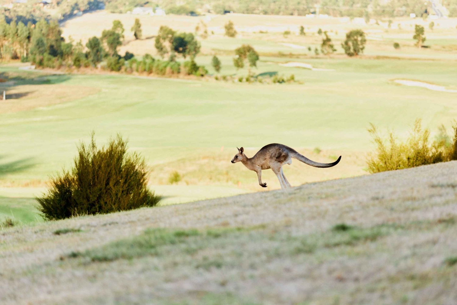 From Melbourne: Yarra Valley Chandon Cheese & Kangaroos Tour