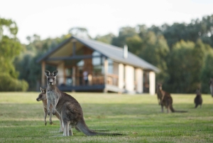 From Melbourne: Yarra Valley Chandon Cheese & Kangaroos Tour