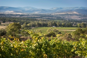From Melbourne: Yarra Valley Chandon Cheese & Kangaroos Tour