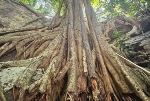 Depuis Mérida : découvrez les cénotes mayas et l'esprit de l'eau