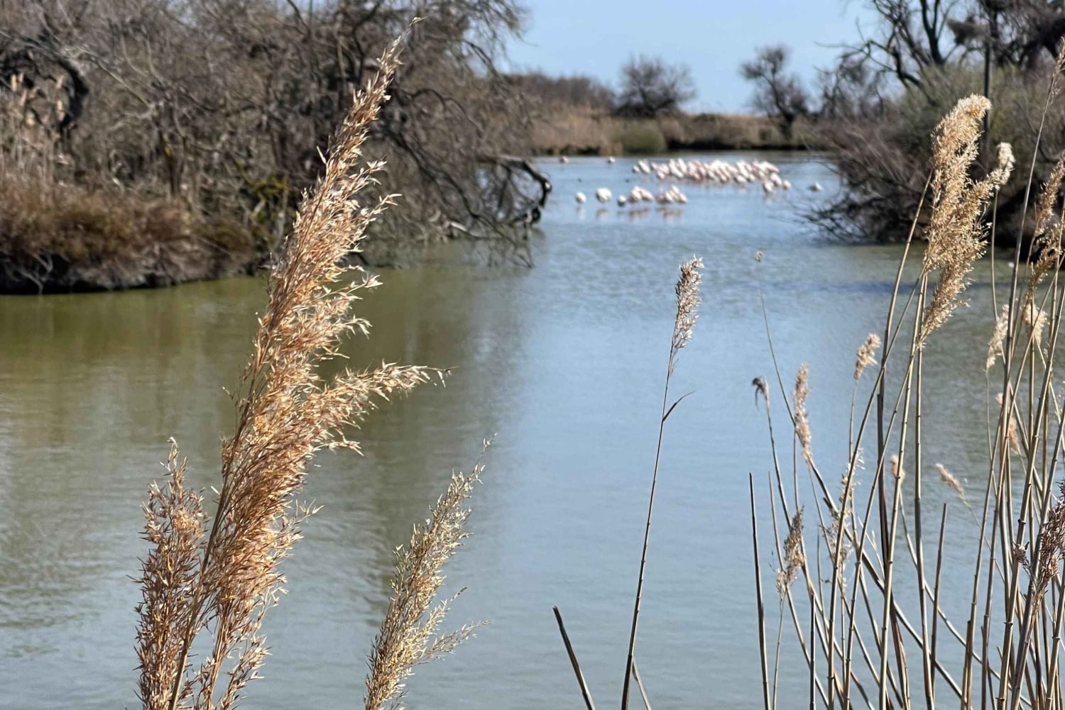 Von Montpellier aus: Camargue und Salzwiesen Geführte Tour