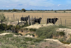 Von Montpellier aus: Camargue und Salzwiesen Geführte Tour